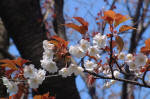 03-04-06樹木No.361