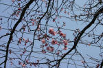 06-03-30b枝No.362