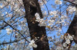 03-04-06花No.365