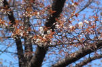 03-04-06枝No.368