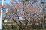 01-04-06樹木No.655