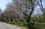 05-04-05樹木No.658