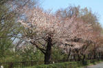 01-04-06樹木No.659