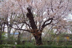 02-03-31樹木No.659