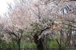 03-04-11樹木No.659