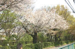 04-04-07樹木No.659