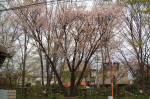 03-04-09樹木No.737