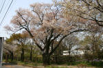 04-04-07樹木No.784