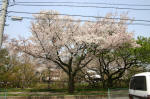 04-04-07樹木No.792