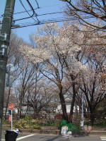 01-04-06樹木No.850