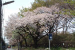 03-04-11樹木No.902