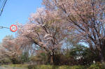 02-04-01樹木No.907