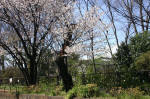 04-04-02樹木No.909