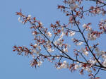 01-04-06枝No.910