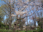 02-04-01樹木No.921