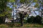 08-04-06樹木No.922