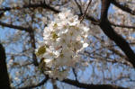 01-04-06花No.941