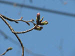 No.119ڂݖc3/15Be