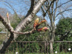 k㗢ANo.2ڂݖc3/21Be