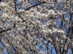 No.978약爩̉E3/21Be