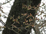 No.311ڂݖcސ[sNFɂȂ3/24Be