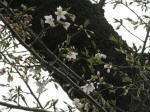 No.864JԂR炫@3/24Be