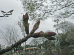 k㗢AN02ڂ݂傫c3/24Be