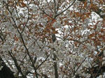 no.659@J@Og̐e