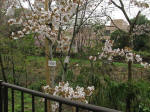 N33JNo.970̎qł