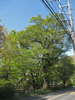No.119t4/11Be