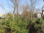 070_akaneyahigasi200312.jpg