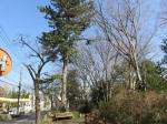 9080_kaigannderamae200312.jpg