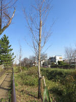 9089_kn32s200312.jpg
