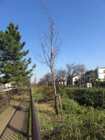 9093_kn33s200312.jpg