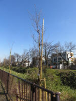 9095_kn55s200312.jpg