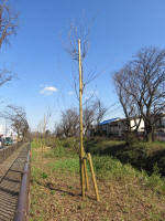 9115_kn61s200312.jpg