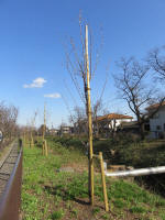 9136_kn68s200312.jpg