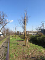 9155_kn38s200312.jpg