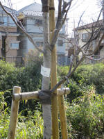 9163_kn40s200312.jpg