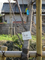 9206_kn46s200312.jpg