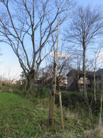 9212_kn48s200312.jpg