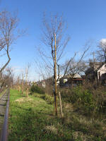 9222_kn50s200312.jpg