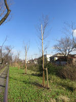 9225_kn51s200312.jpg