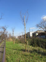 9229_kn52s200312.jpg