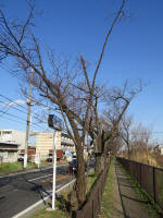 9233_322s200312.jpg