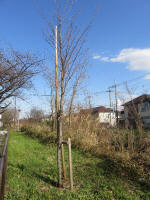 9245_kn36s200312.jpg
