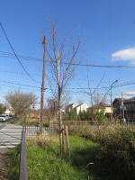 9250_kn37s200312.jpg