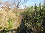 9254_shinkoganeihigasi200312.jpg