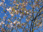 9256_n17s200312a.jpg