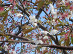 9259_n20s200312a.jpg
